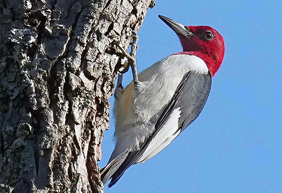 Red-headed Woodpecker by Alan Lenk